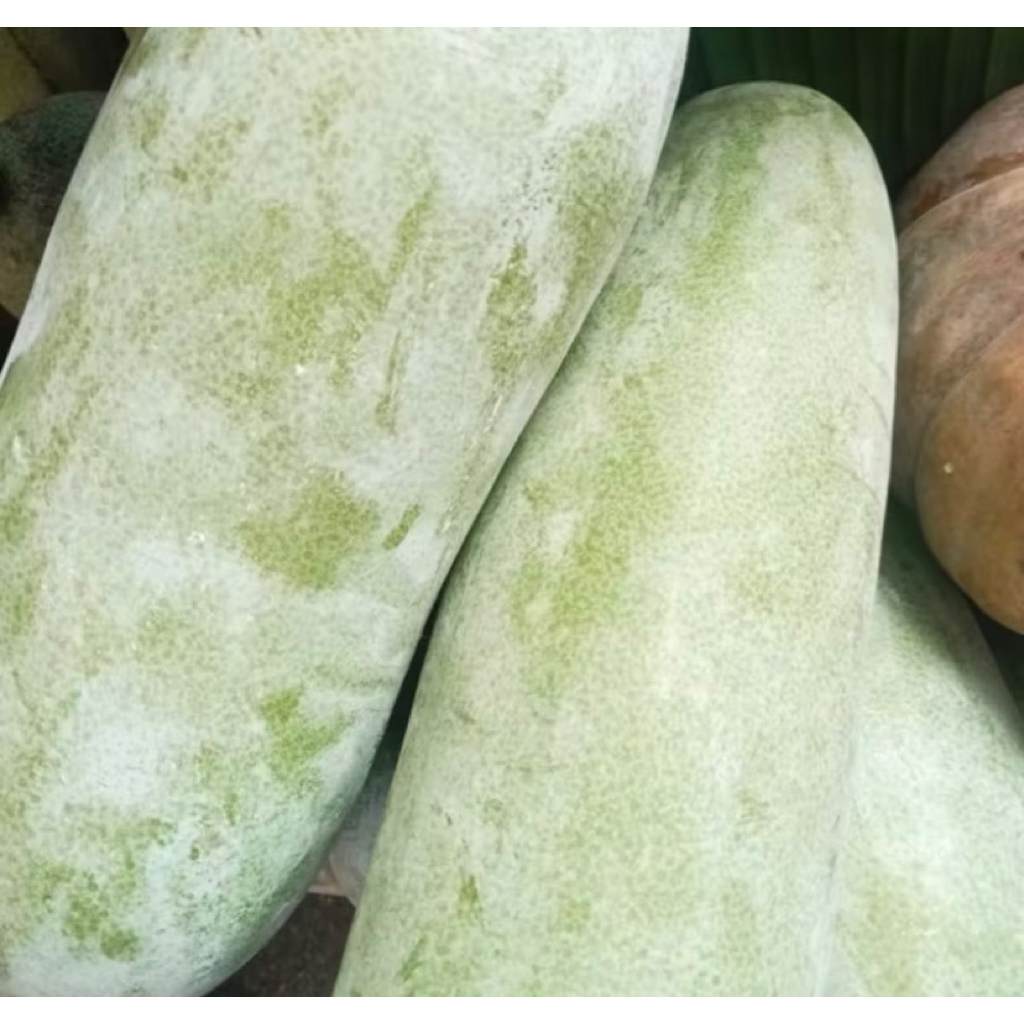 

PASAR SEGAR - LABU KUNDUR / BUAH BLIGO UTUH 1 BUAH 2kg - 2,6kg