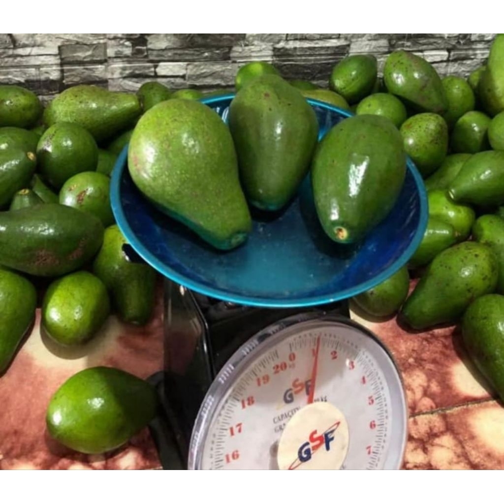 

alpukat mentega Muria sekilo isi 3-4 pulen bergaransi