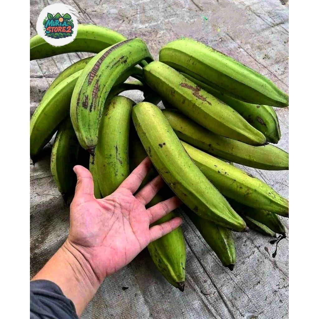 

PISANG TANDUK ASLI MURIA OLEH-OLEH KHAS SUNAN MURIA 5 buah