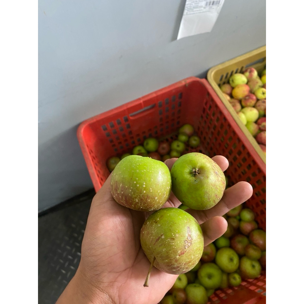 

apel rome beuty mini ukuran 35-45