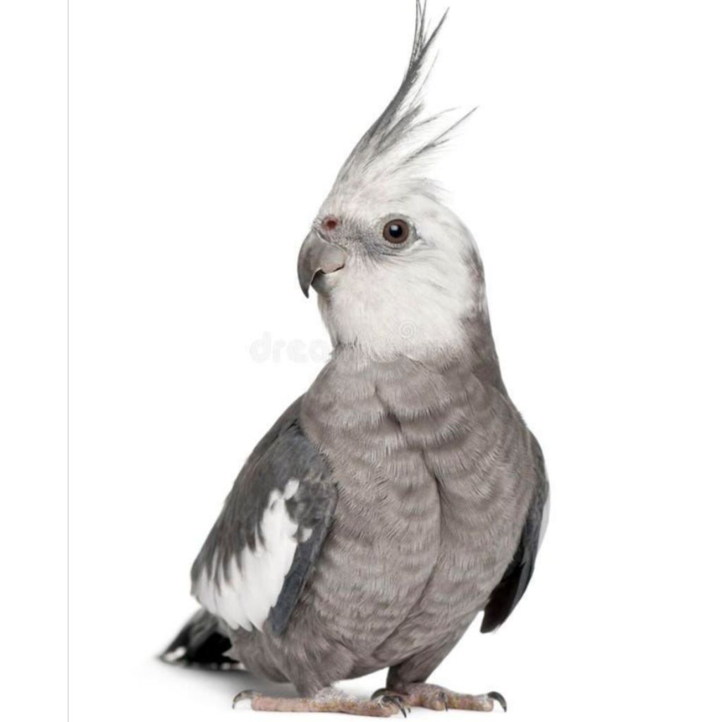 

Telur FALK ausi butir fertil siap ditetaskan 100%