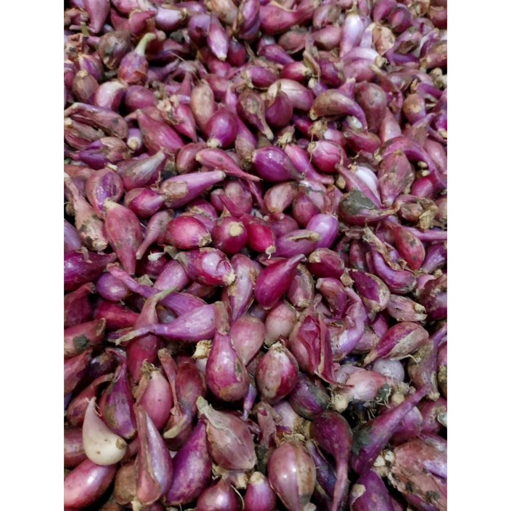 

(BISA COD) 500GR BAWANG MERAH BEREBES UKURAN KECIL - KECIL SUDAH KERING DAN FRES ASLI SETENGAH KILO MURAH BM