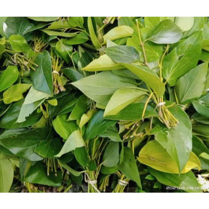 

1 Kg Daun Sirih Segar / 500 Gram Daun Seureuh Segar Alami