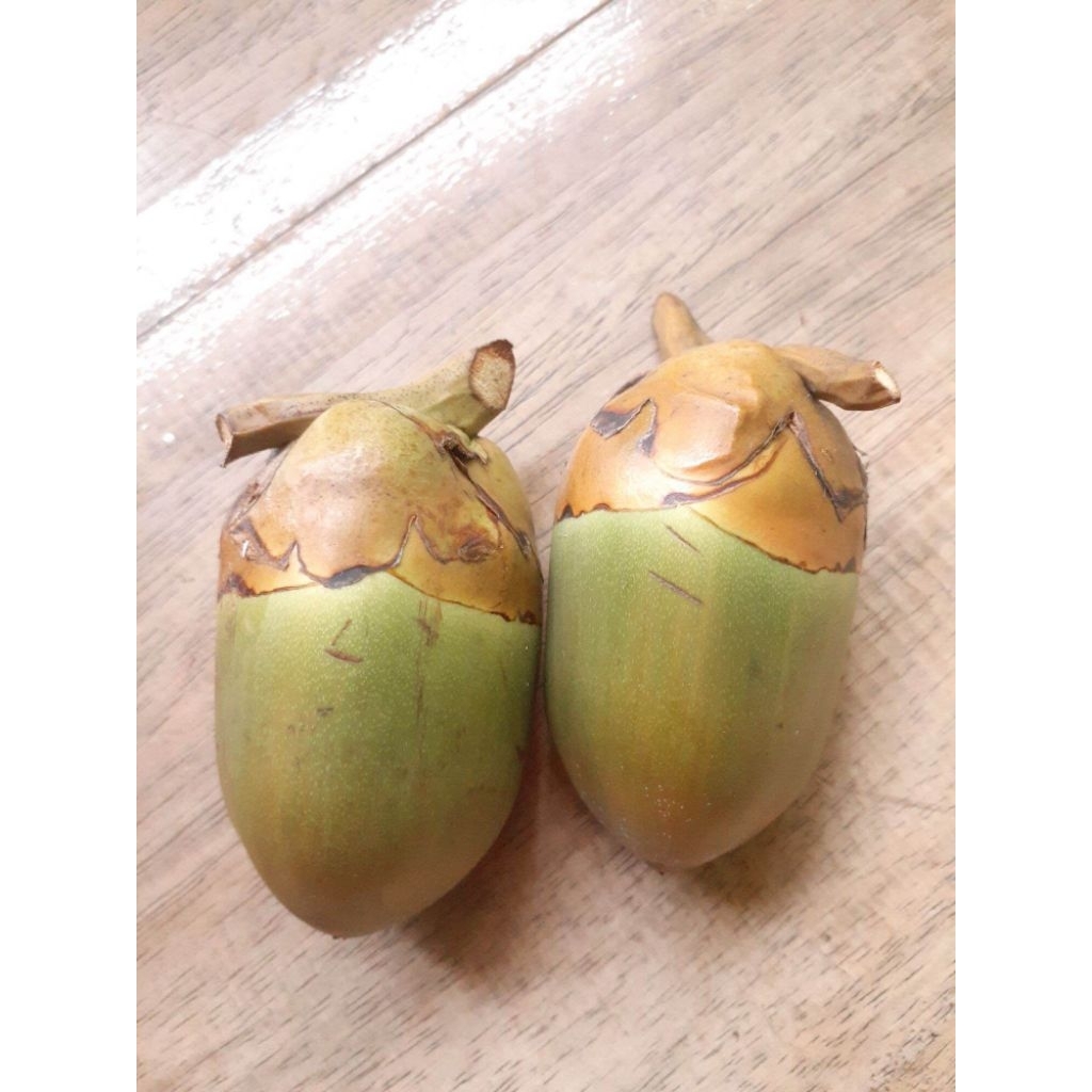 

kelapa kecil/Tembuluk /Beluluk 10pcs
