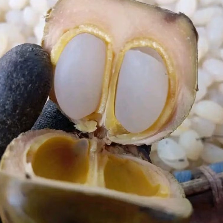 

Promo Kolang kaling mentah 500 gram kolang kaling fresh/caruluk/cangkaleng