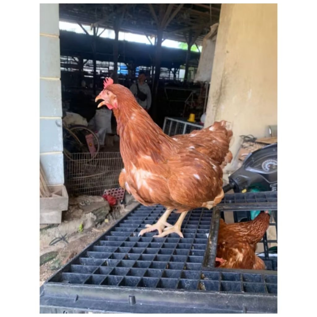Ayam merah petelur siap nelur usia 20 minggu