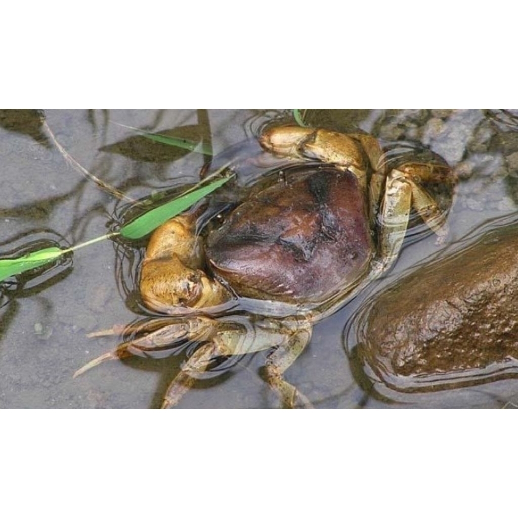 

mainan anak kepiting sawah/yuyu hidup per20 ekor