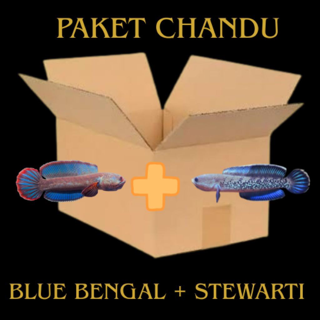 (Paket Chandu) Box Channa Blue Bengal + Box Channa Stewarti Jaminan Jos