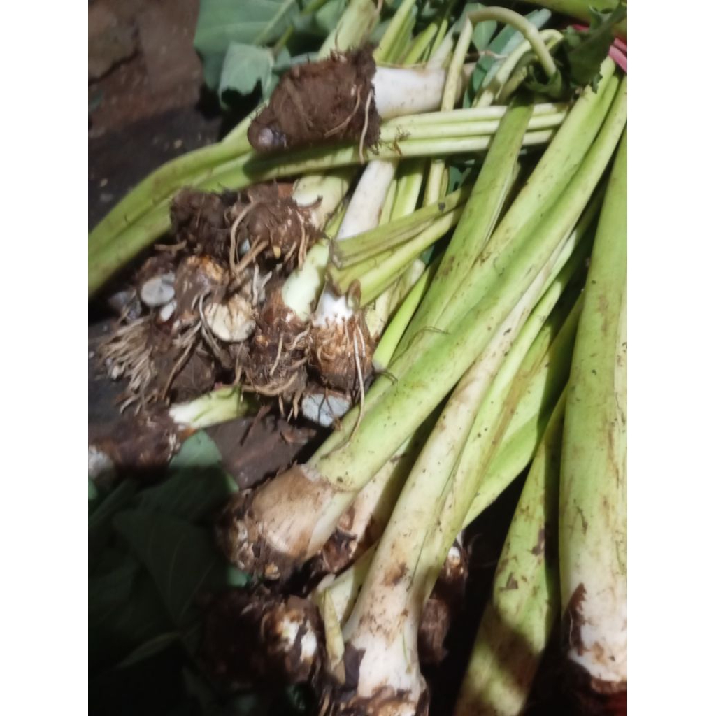 

umbi talas sawah untuk sayur/jangan 1kg
