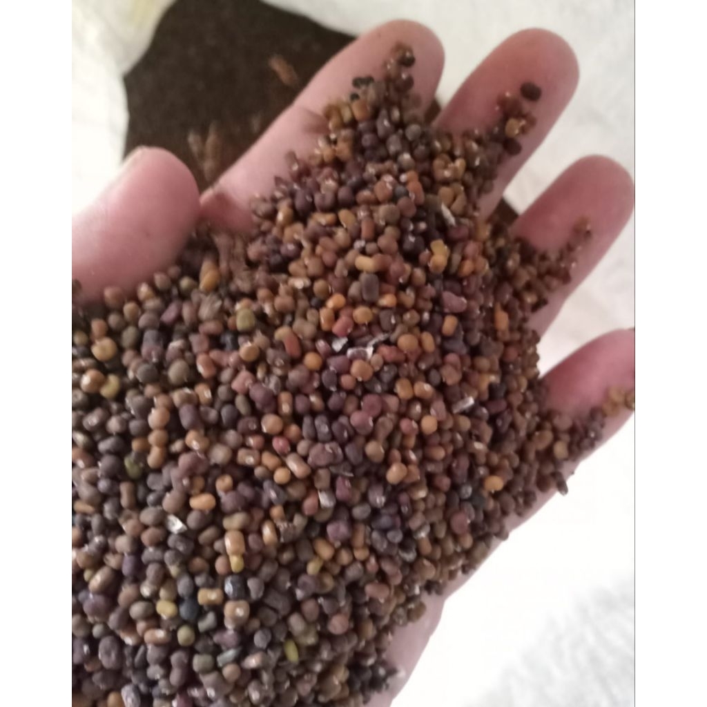 

BIJI KACANGAN PUERARIA JAVANICA (PJ) 500 Gr.