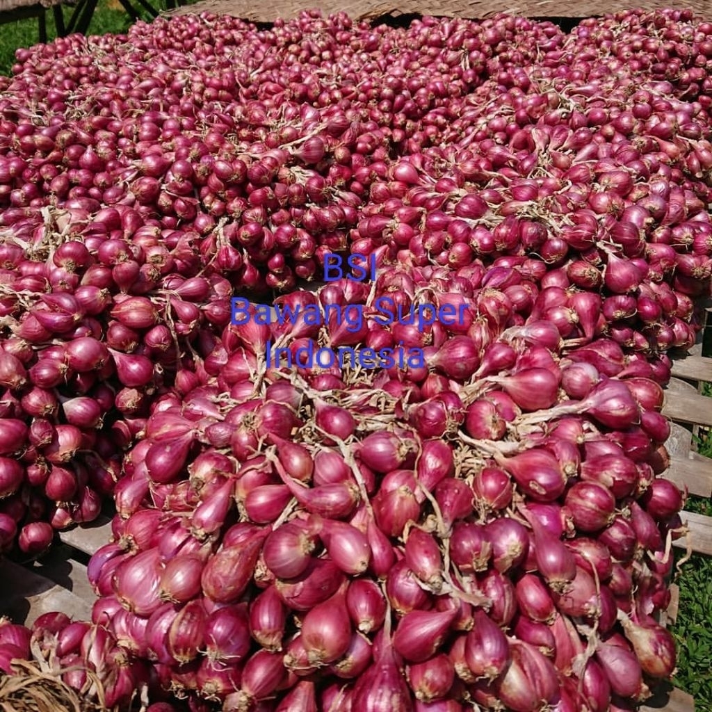 

Bawang Merah Super Besar Terlaris Dan Termurah Di Ambil Langsung Dari Petani Masih Segar Kering Dan Besar Kwalitas Bawang Jawa Super 500g