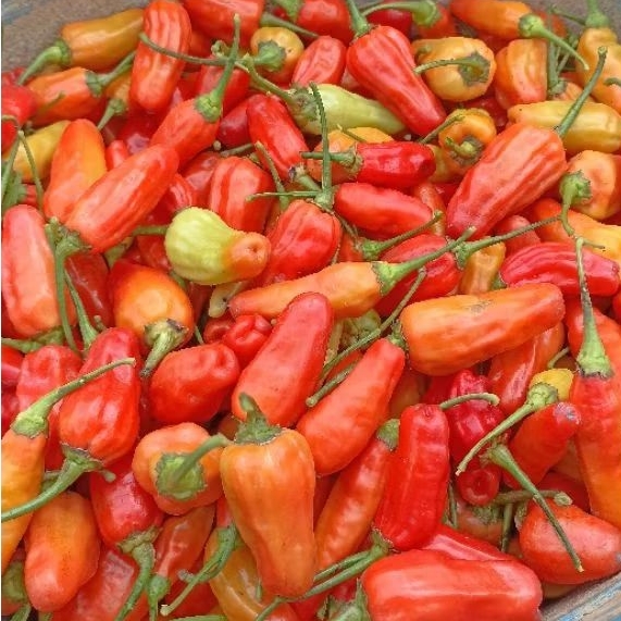 

Cabe rawit merah inul segar 250gr/500gr