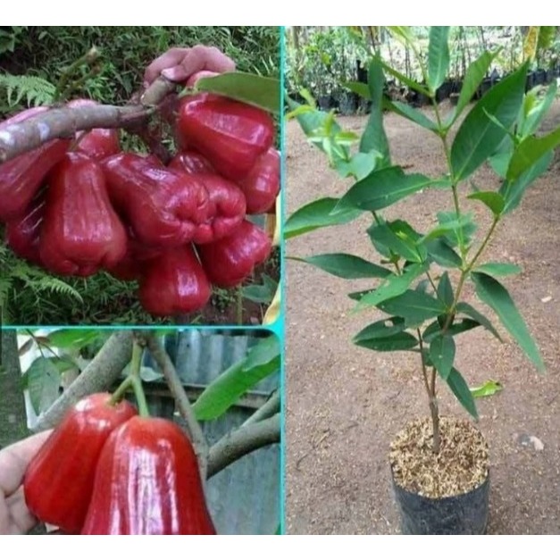 Bibit!!Bibit Buah Jambu Air Citra//Bibit Jambu Citra Hasil Cangkok Di Jamin Berbuah