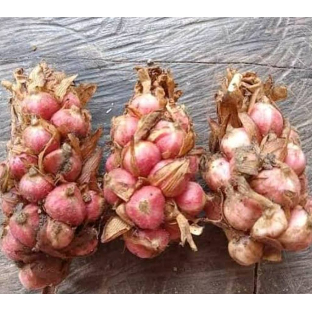 

1 KG BUAH KAPOL/KAPULAGA SEGAR