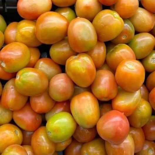 

tomat segar super 500gr langsung dr petani