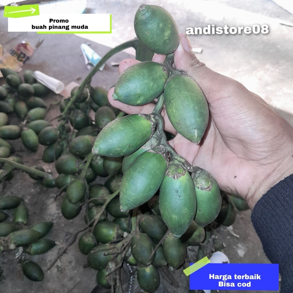 

buah pinang muda atau jebug original asli 100% 1kg