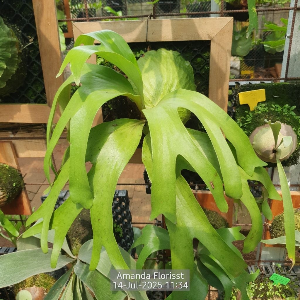 PLATYCERIUM HORN SURPRISE ( MADAGASCARIENSE X ALCICORNE AFRICA )