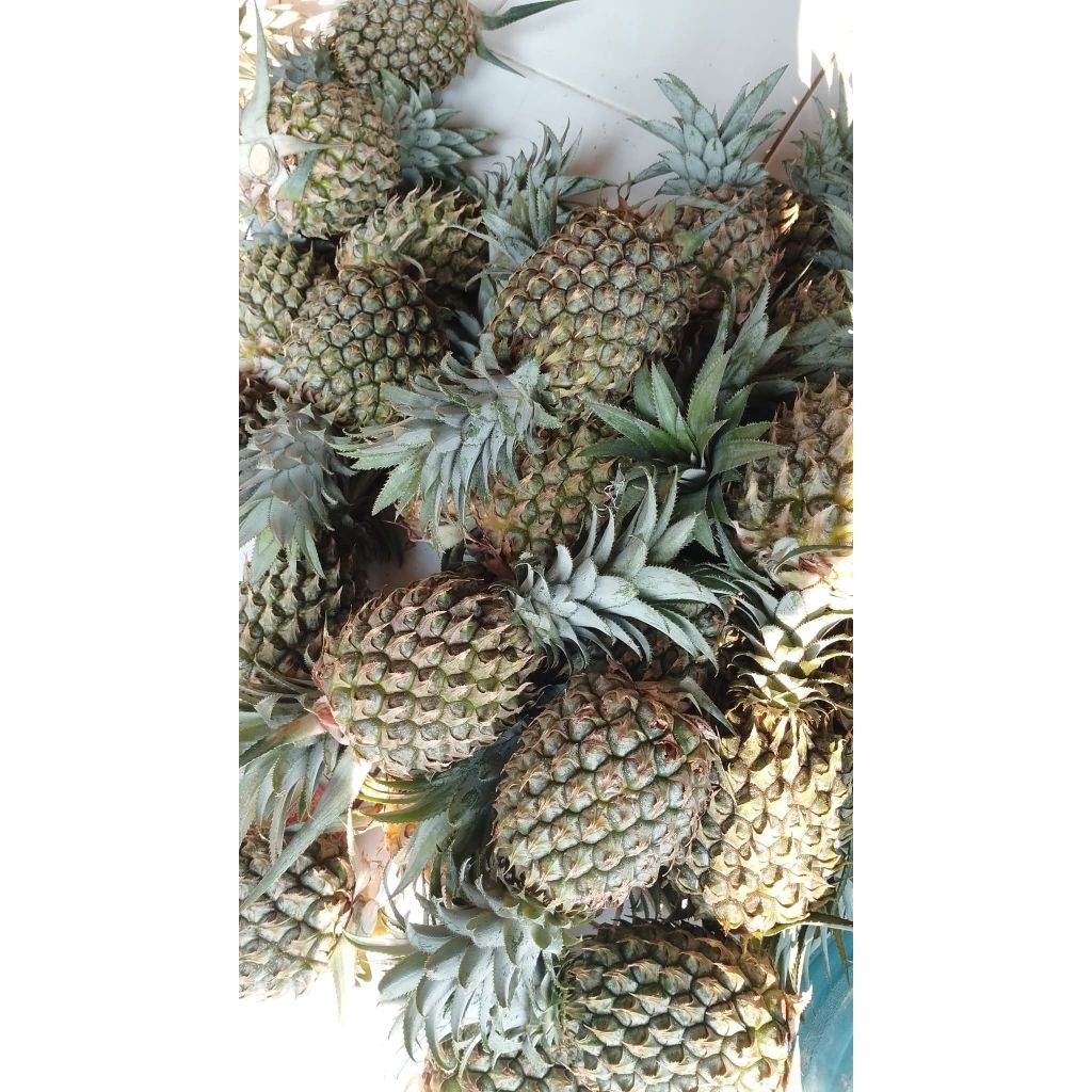 

nanas madu 1 biji (baca deskripsi produk)