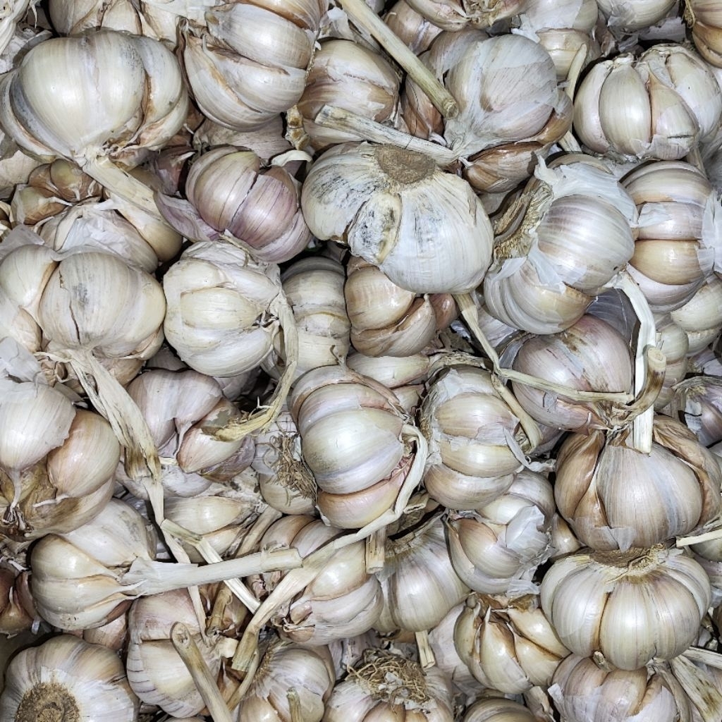 

bawang putih berkualitas