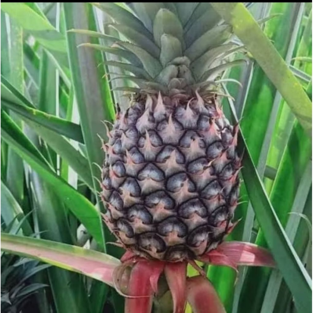 

nanas muda super asli 1 pcs