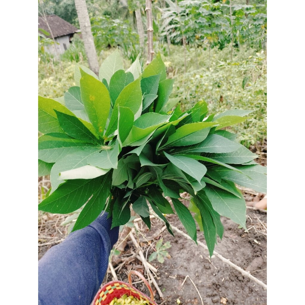 

Daun ketela daun pohong ubi jalar asli hijau seger 1ikat