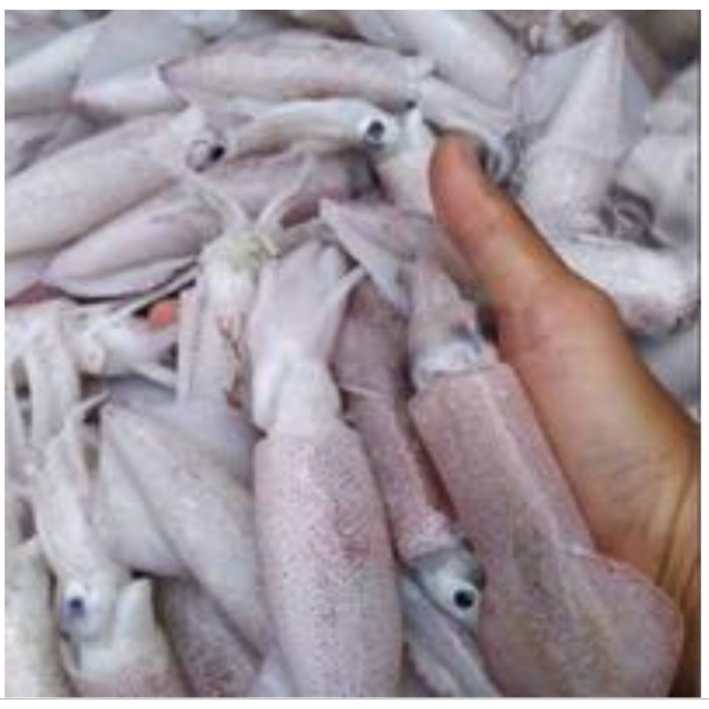 

cumi2 hitam fress 1kg ukuran sedang bppn