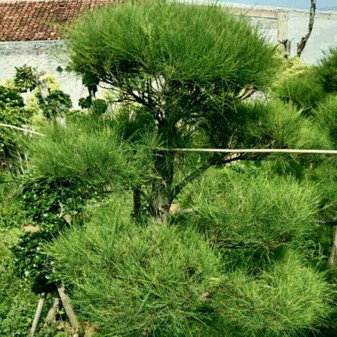 Tanaman Hias cemara udang