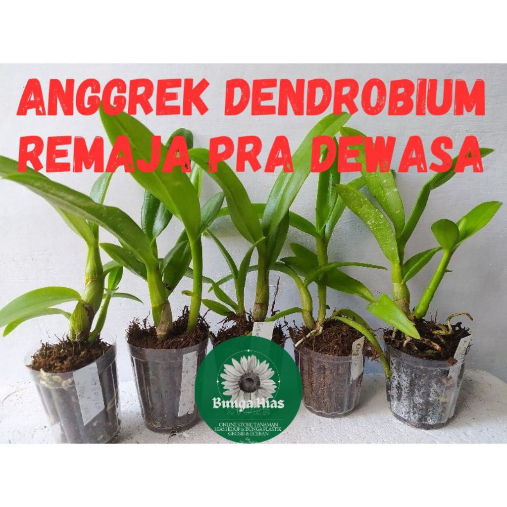 (BISA COD) TERMURAH SEDLING Anggrek Dendrobium Hybird Usia 5-7 Bulan KUALITAS TERBAIK / Bibit Tanama