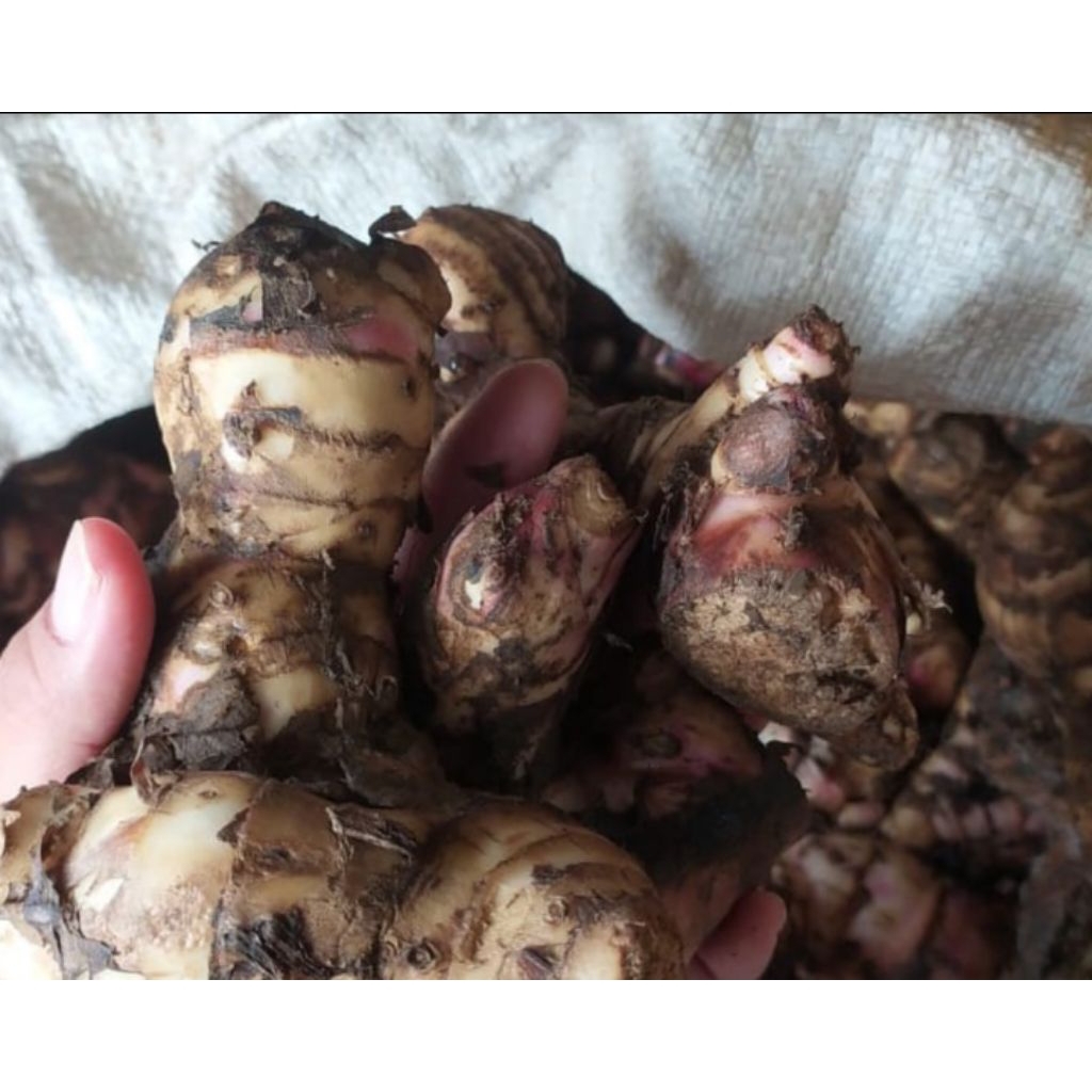 

ubi gayong/ ubi ganyol 1kg