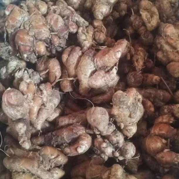 

5kg kencur promo grosir