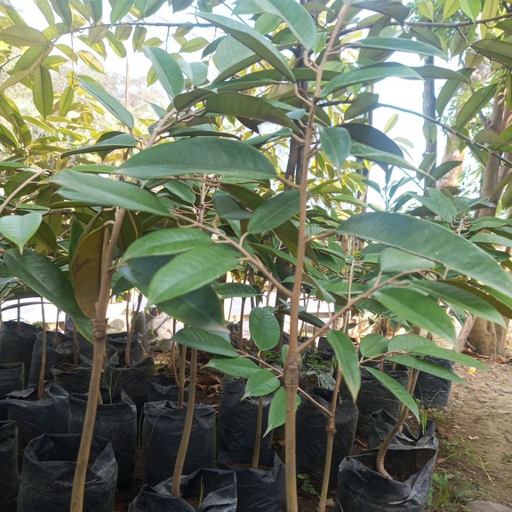 Bibit durian asli bawor sudah okulasi unggul