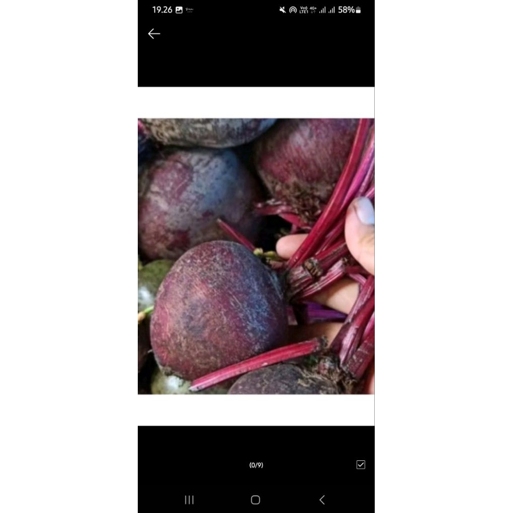 

buah Bit fersh PROMO hari ini 1kg