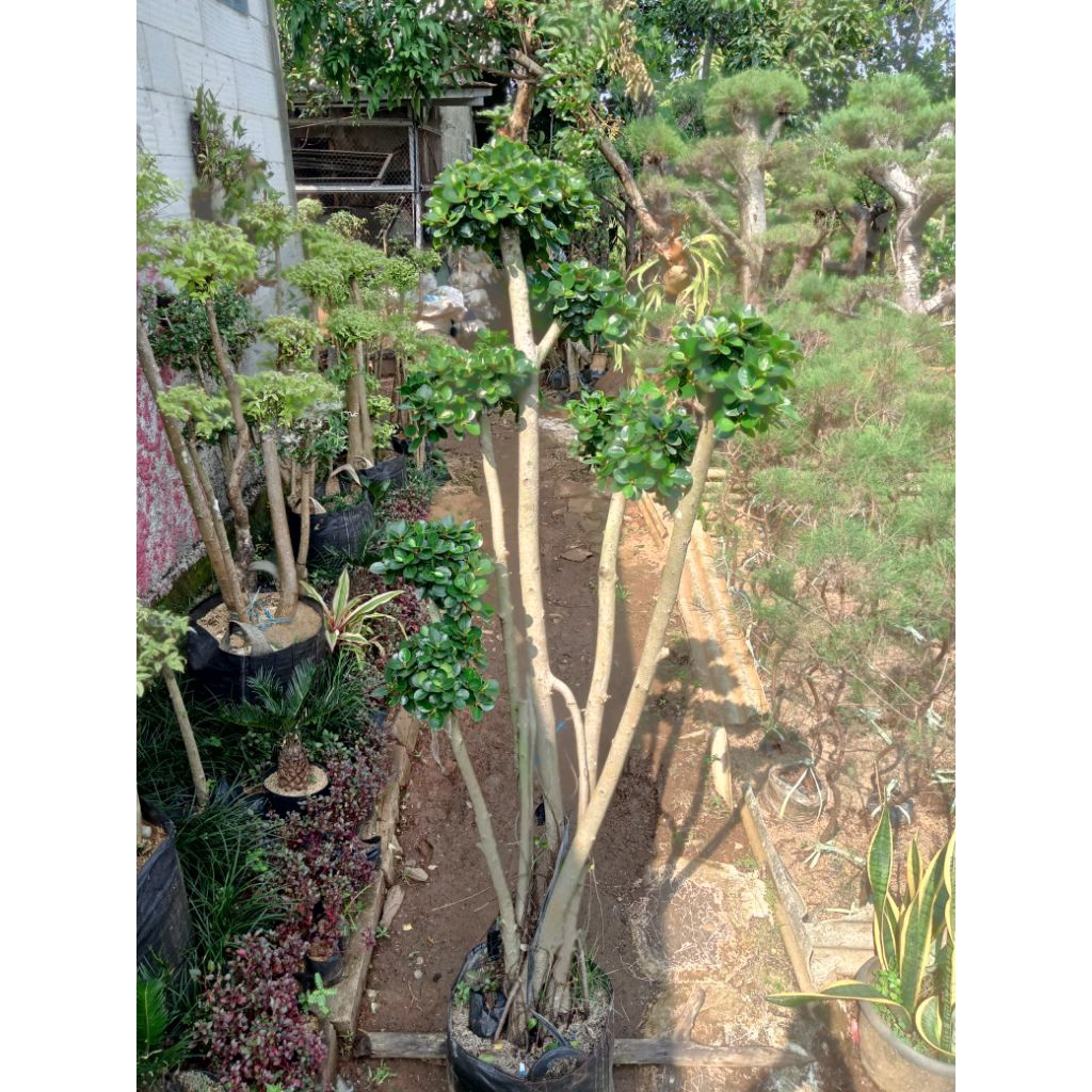 beringin dolar Korea mikro tinggi 150cm