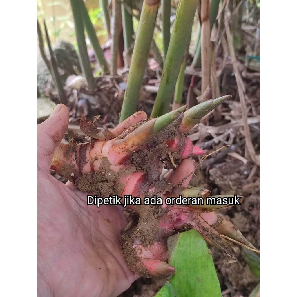 

Lengkuas/Laos/Laja500gram