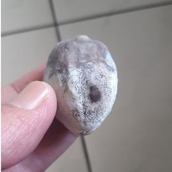 Kemiri Adu Muncang Adu Nyonyo Ori Ngapsul Simetris