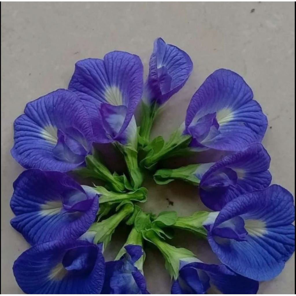 

bunga telang/butterfly pea 5gr