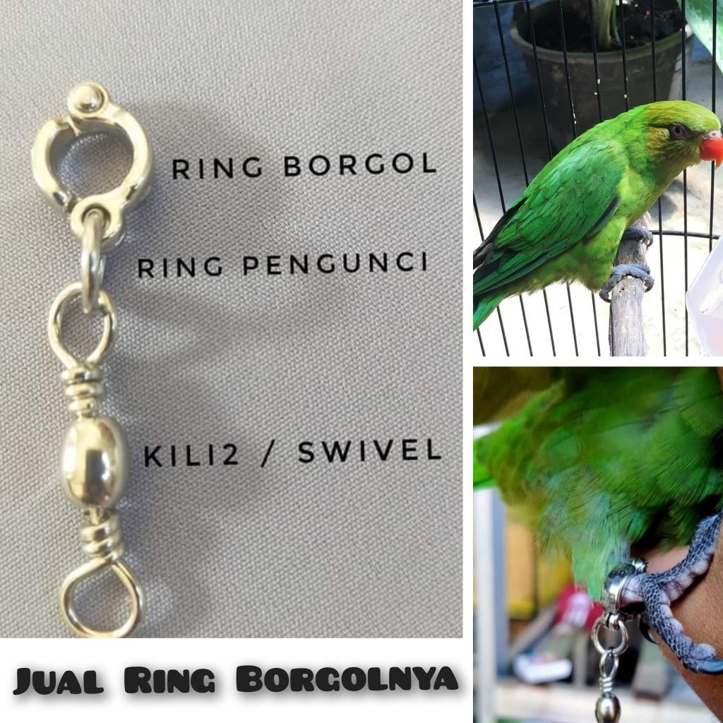Ring Borgol Burung Parrot Nuri Tanau Pantai