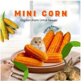 DRIED CORN - Makanan Hamster Snack Hamster Camilan Hamster Mainan Hamster Chew Toy Hamster Gigitan H