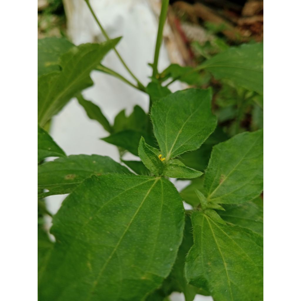 

daun synedrella alias jotang +akarnya dan pohonnya /500gr