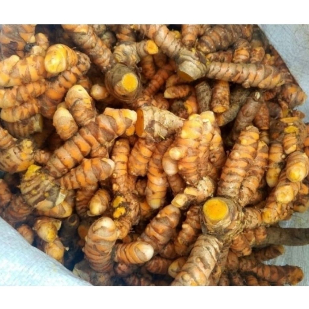 

Kunyit Segar dan Empu/Biang Kunyit 200 gram