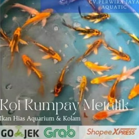 Koi Metalik Slayer Butterfly Paket 5ekor Hiasan Aquarium Dan Kolam