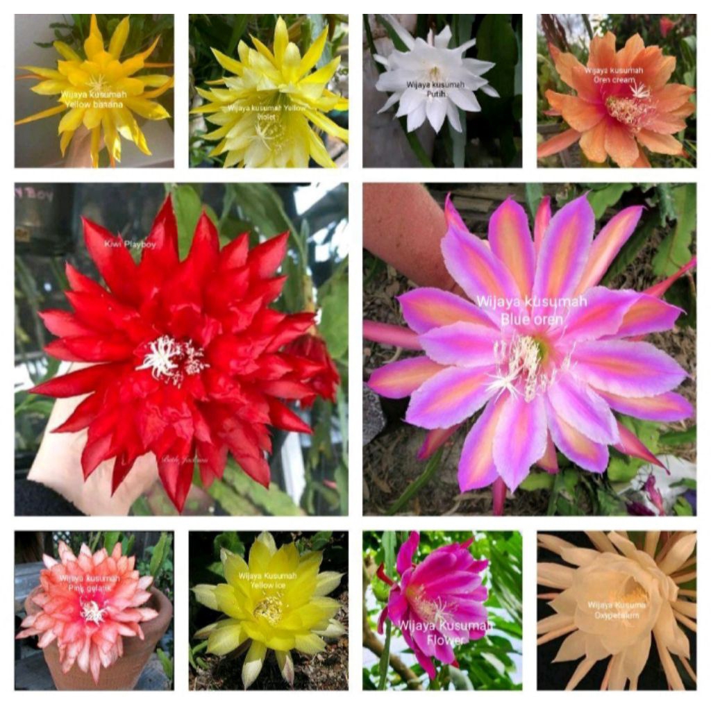 Tanaman hias gantung paket 10 Wijaya Kusumah macam bunga