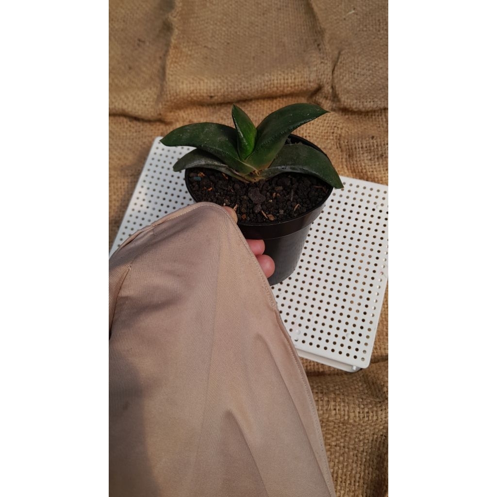 Gasteria armstrongii diamter pot 15 cm