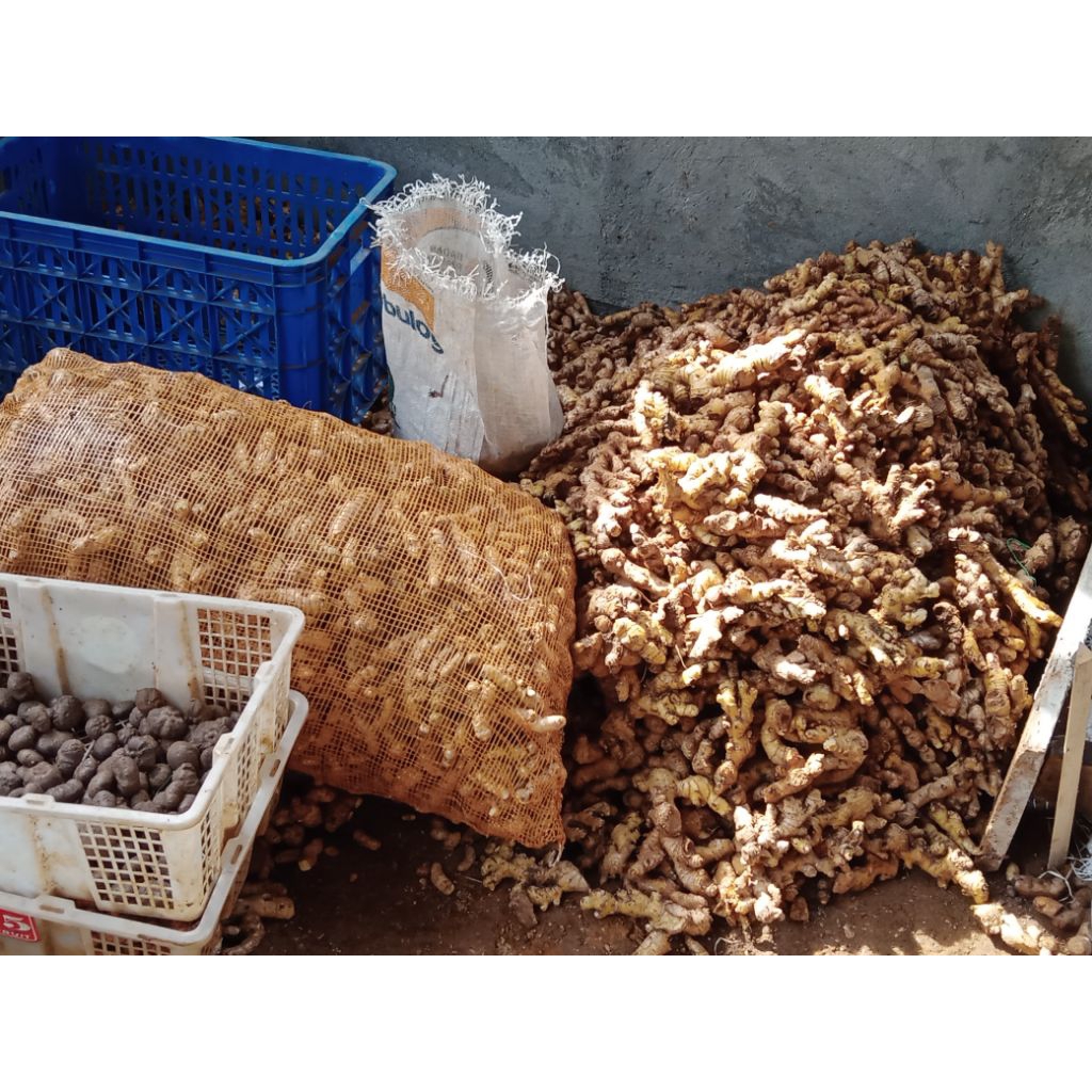 

lempuyang segar bersih 1 kg.