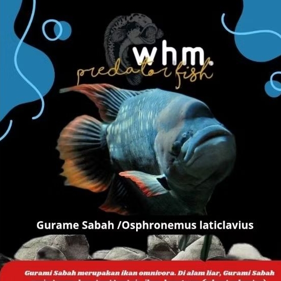 Gurame Sabah Import Malaysia 20-21 cm (Mainan Ikan)