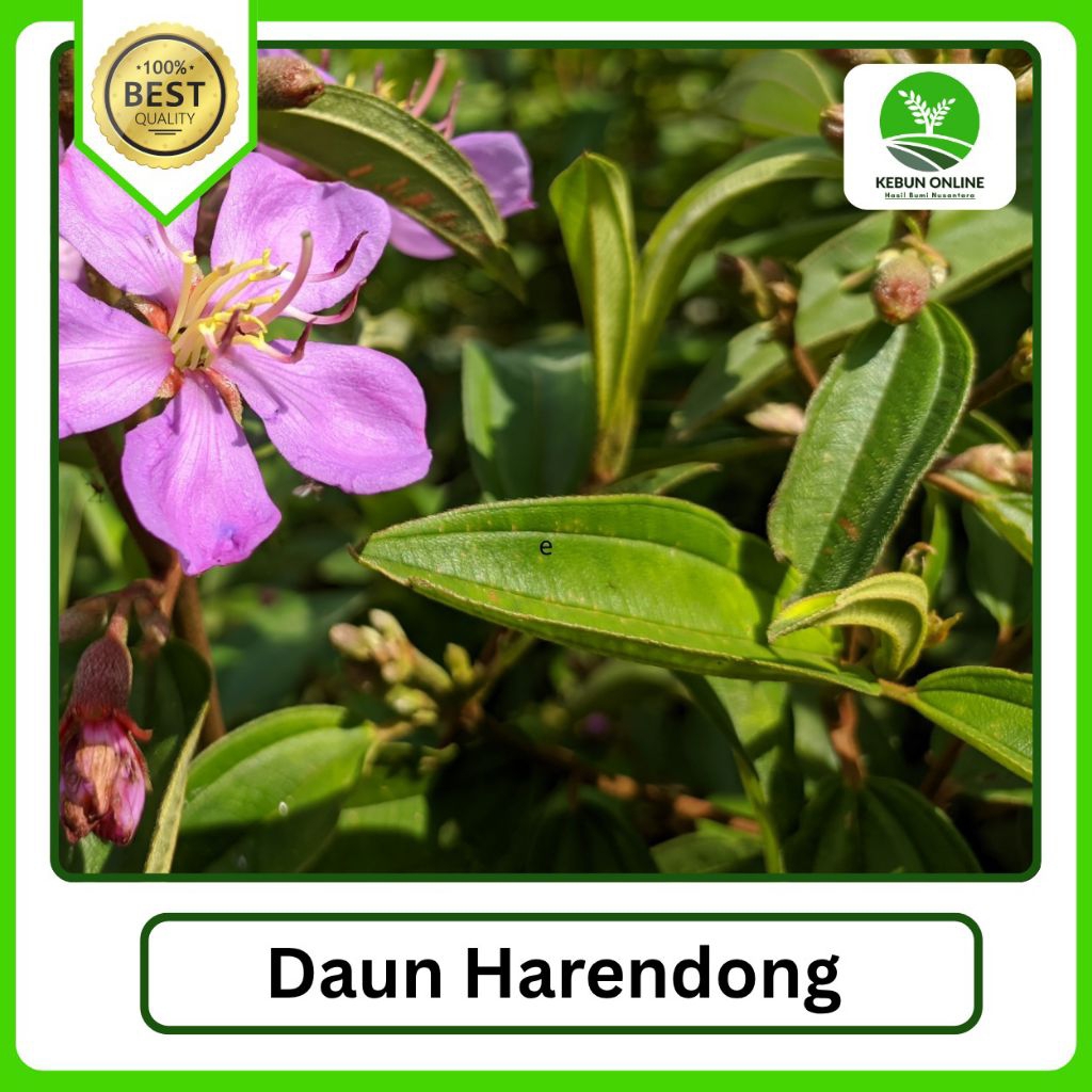 

Herbal Daun Harendong Segar Paket Irit