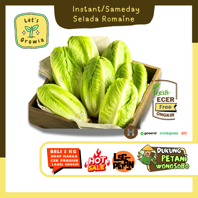 

Growia || Romaine Hijau / Selada Hijau / Romen -- Hasil Petani Langsung Ecer (H)