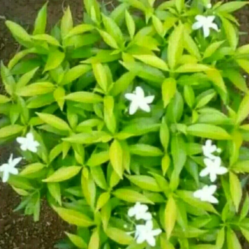 Tanaman Hias rombusa Mini golden/bibit Tanaman Hias rombusa Daun kuning