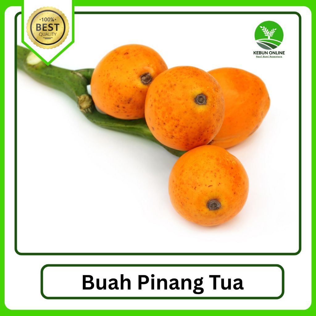 

GROSIR Herbal Buah Pinang Tua/ Jambe Tua [1000g] Murah