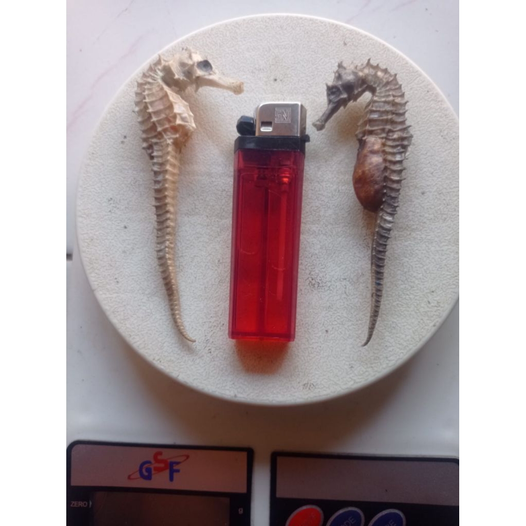 

Sepasang Kuda Laut Kering JANTAN BETINA grade A Super (2Biji)